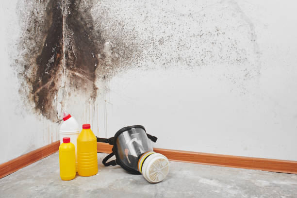 Best Mold Removal Process  in Estacada, OR