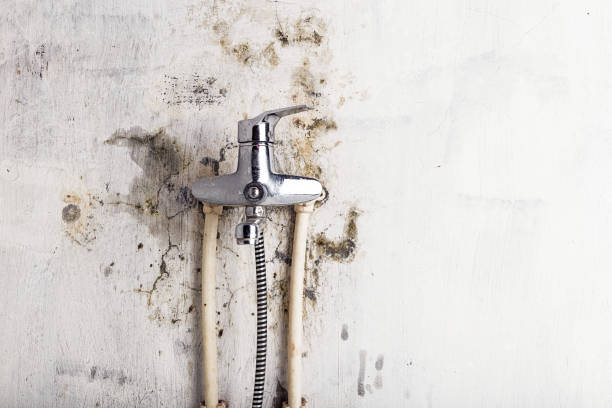 Best Mold Remediation  in Estacada, OR