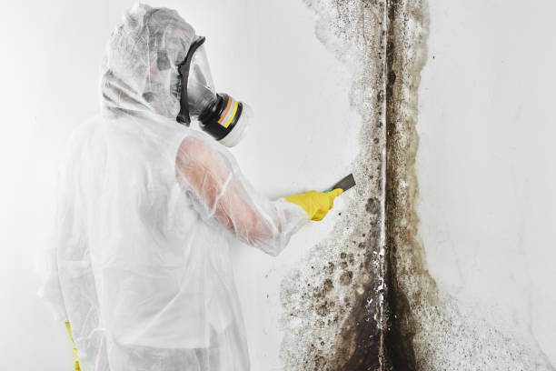 Best Fast Mold Removal  in Estacada, OR