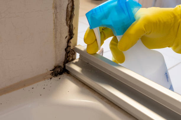Best Mold Damage Repair  in Estacada, OR