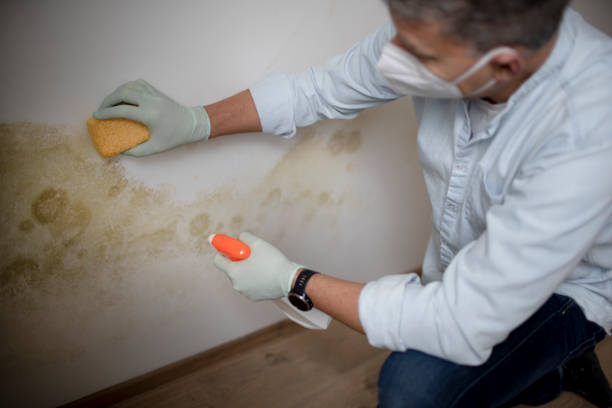 Best Mold Testing  in Estacada, OR