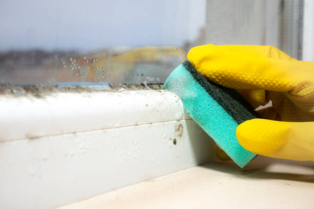 Mold Removal Process in Estacada, OR