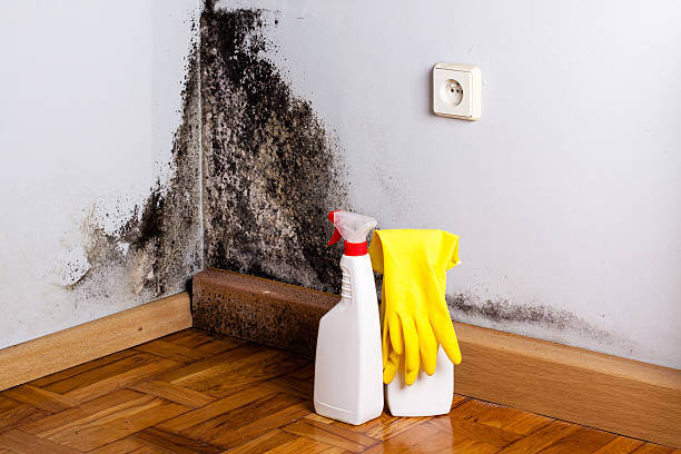 Home Mold Removal in Estacada, OR