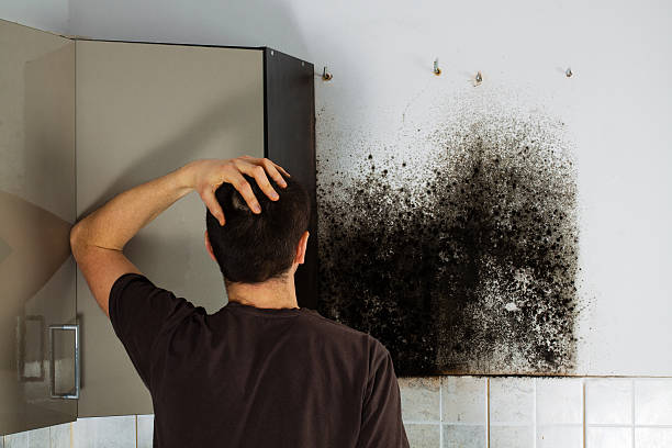 Best Crawl Space Mold Removal  in Estacada, OR